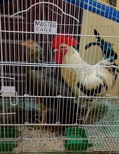 Hen