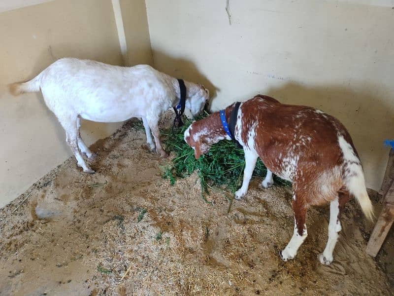 qurbani ke bakry 4 dant 2