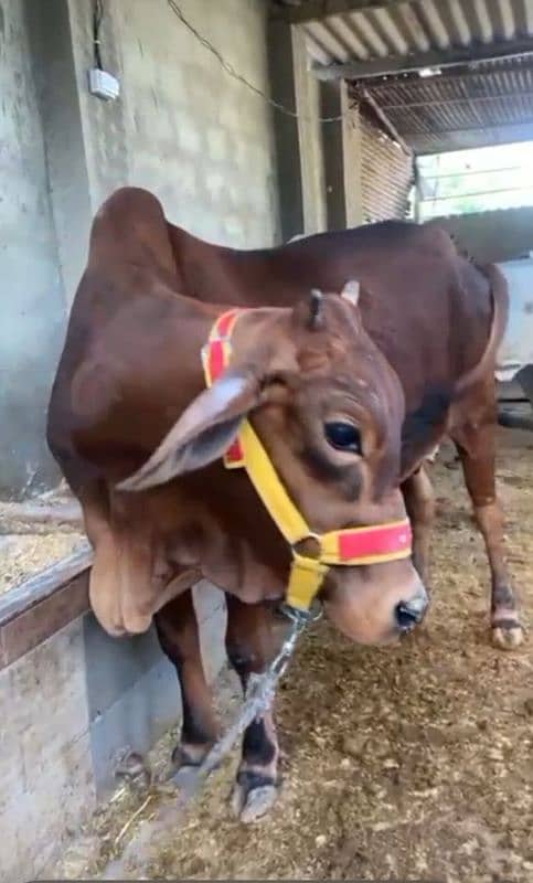 Cow for qurbani 2025 0