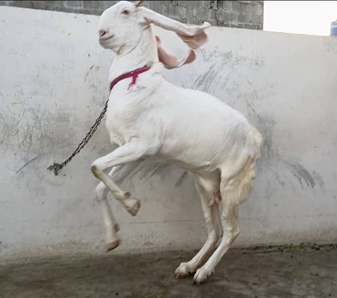 Gulabi bakri for sale | 2 Gulabi bakriyan white | 2 goats 0