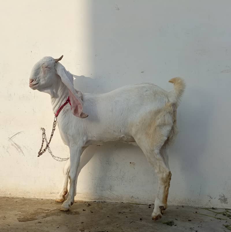 Gulabi bakri for sale | 2 Gulabi bakriyan white | 2 goats 1