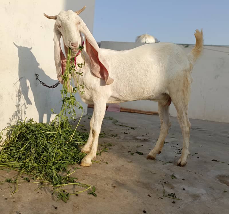 Gulabi bakri for sale | 2 Gulabi bakriyan white | 2 goats 2