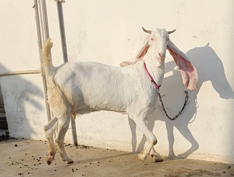 Gulabi bakri for sale | 2 Gulabi bakriyan white | 2 goats 3
