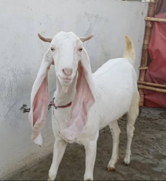 Gulabi bakri for sale | 2 Gulabi bakriyan white | 2 goats 4