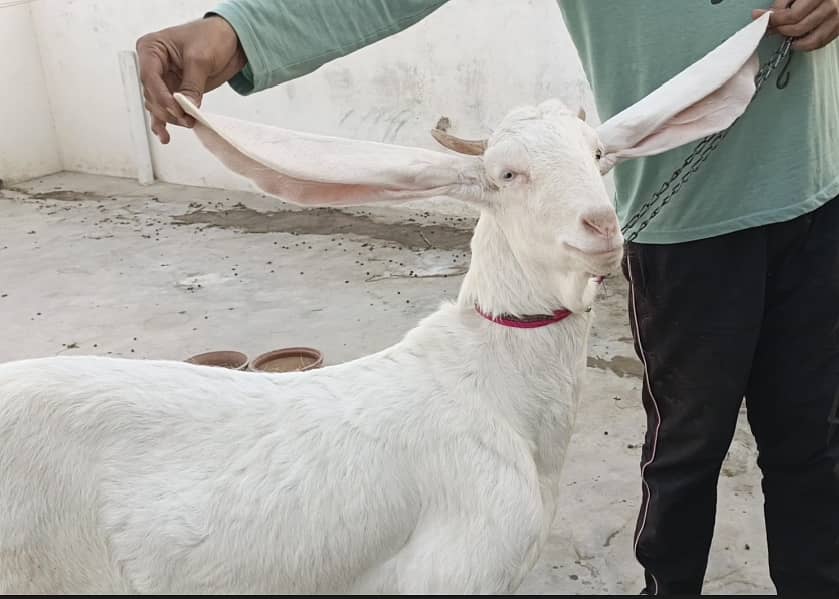 Gulabi bakri for sale | 2 Gulabi bakriyan white | 2 goats 5