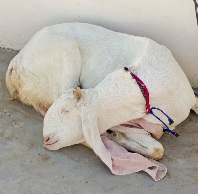 Gulabi bakri for sale | 2 Gulabi bakriyan white | 2 goats 6
