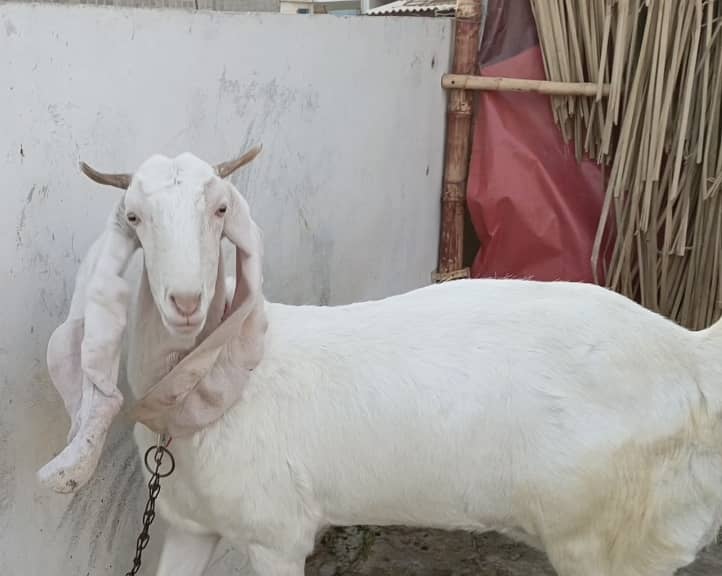 Gulabi bakri for sale | 2 Gulabi bakriyan white | 2 goats 8