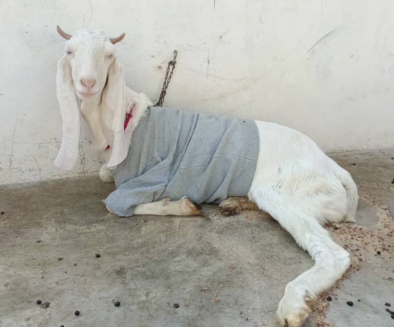 Gulabi bakri for sale | 2 Gulabi bakriyan white | 2 goats 9