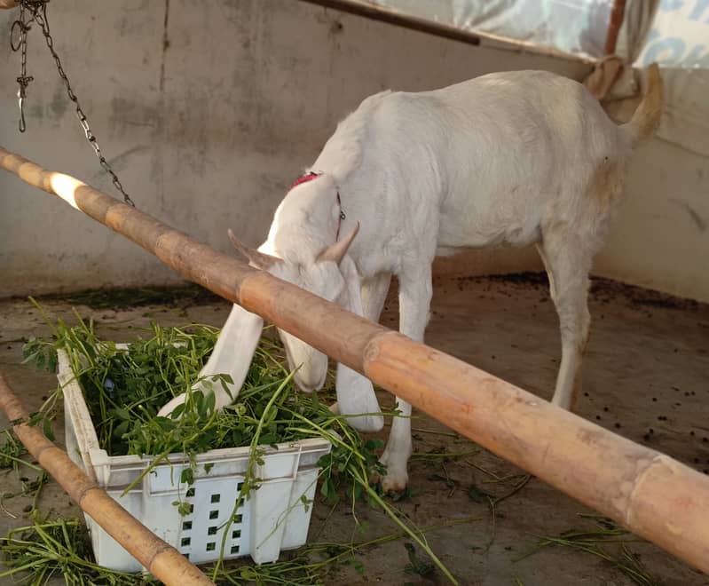 Gulabi bakri for sale | 2 Gulabi bakriyan white | 2 goats 10