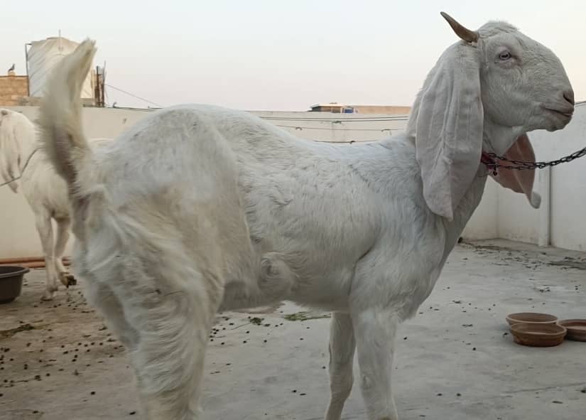 Gulabi bakri for sale | 2 Gulabi bakriyan white | 2 goats 11