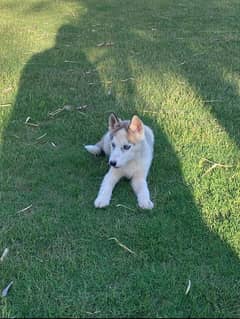 Siberian