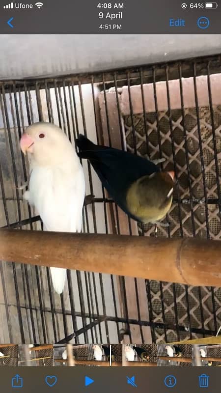 Albino red eye to Parblue split eno 1