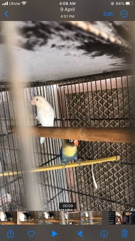 Albino red eye to Parblue split eno 2