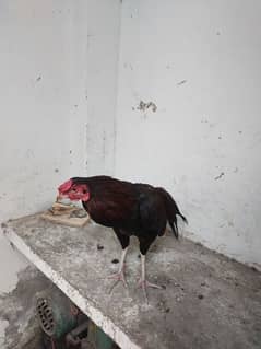 for