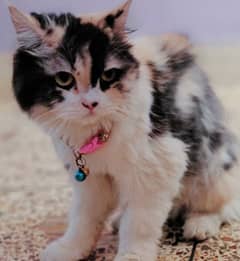 Persian