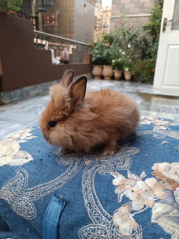 Lion head dwarf bunnies 0