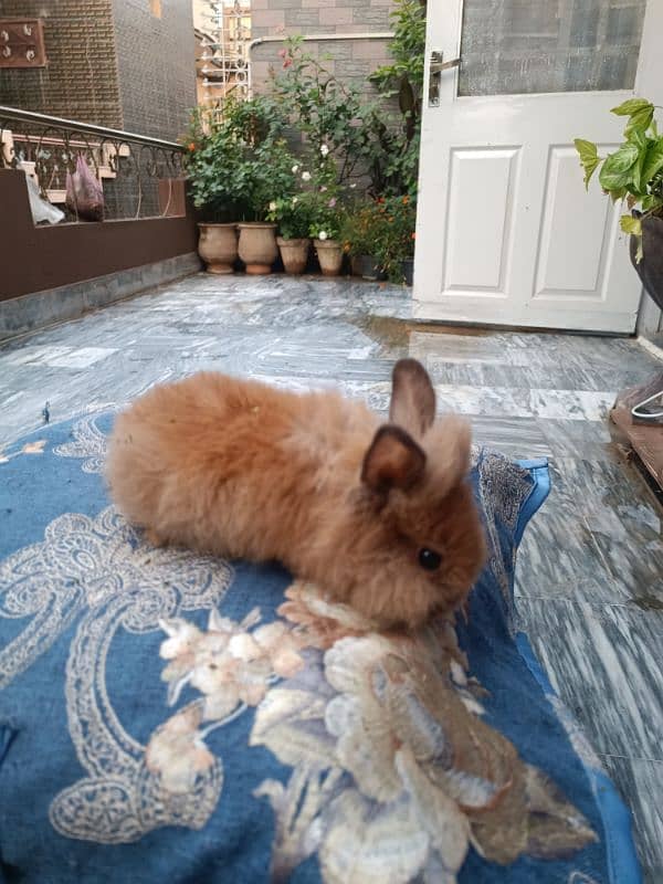 Lion head dwarf bunnies 1