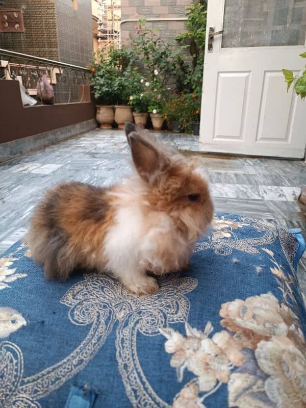 Lion head dwarf bunnies 2