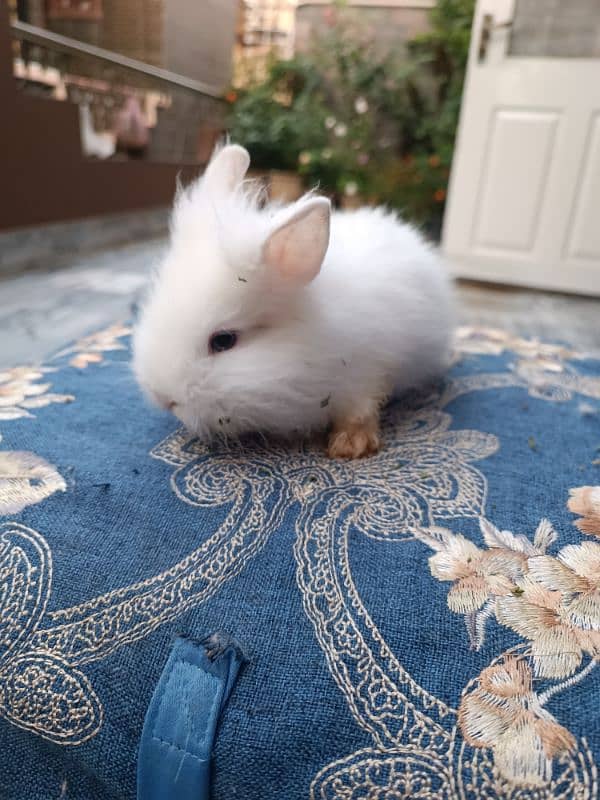 Lion head dwarf bunnies 3