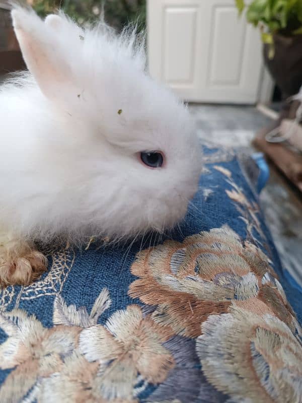 Lion head dwarf bunnies 4