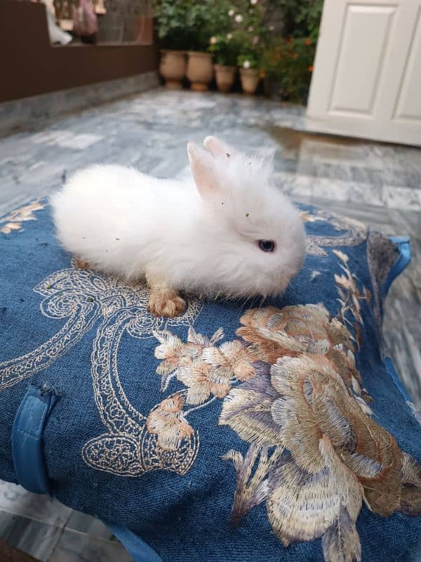 Lion head dwarf bunnies 5