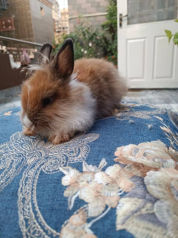 Lion head dwarf bunnies 6