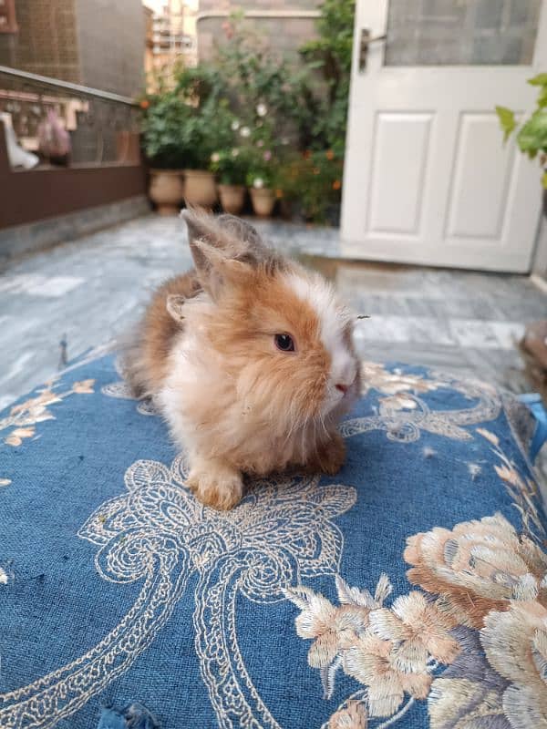 Lion head dwarf bunnies 7