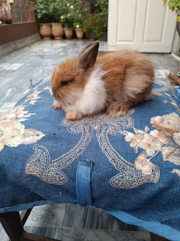 Lion head dwarf bunnies 8