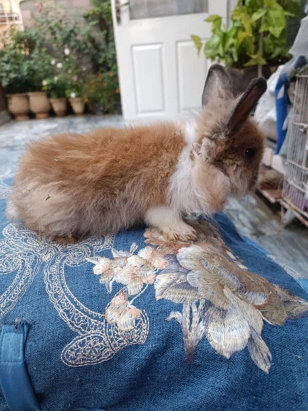 Lion head dwarf bunnies 9