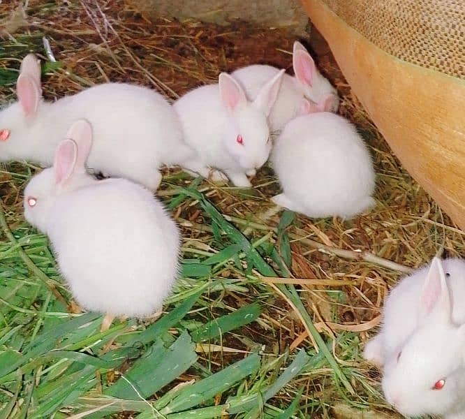 White Red eyes Rabbit 2
