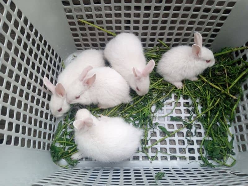 rabbits bunny phone no. o32885o9576 1