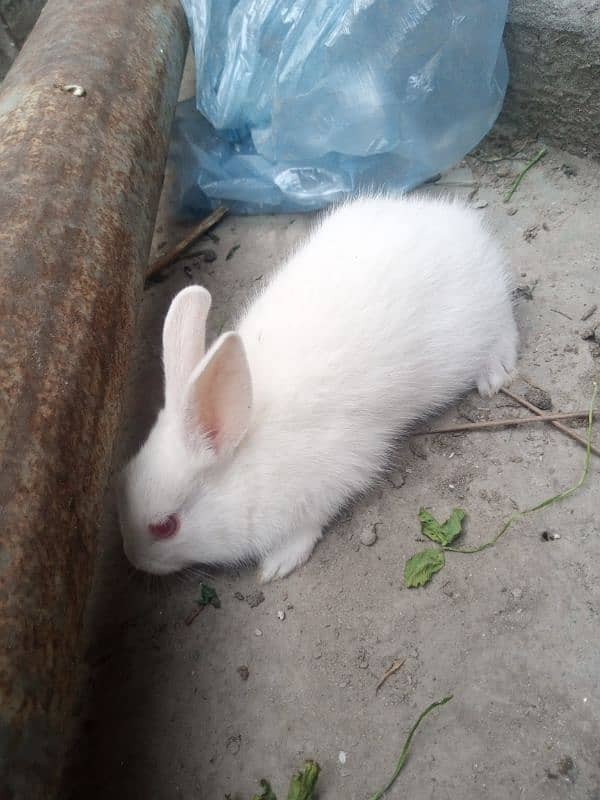 rabbits bunny phone no. o32885o9576 5