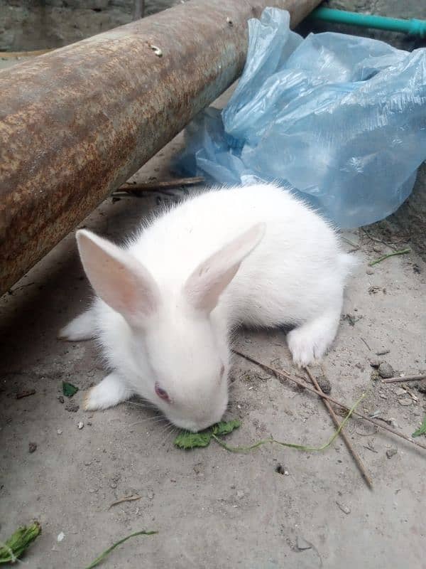 rabbits bunny phone no. o32885o9576 6