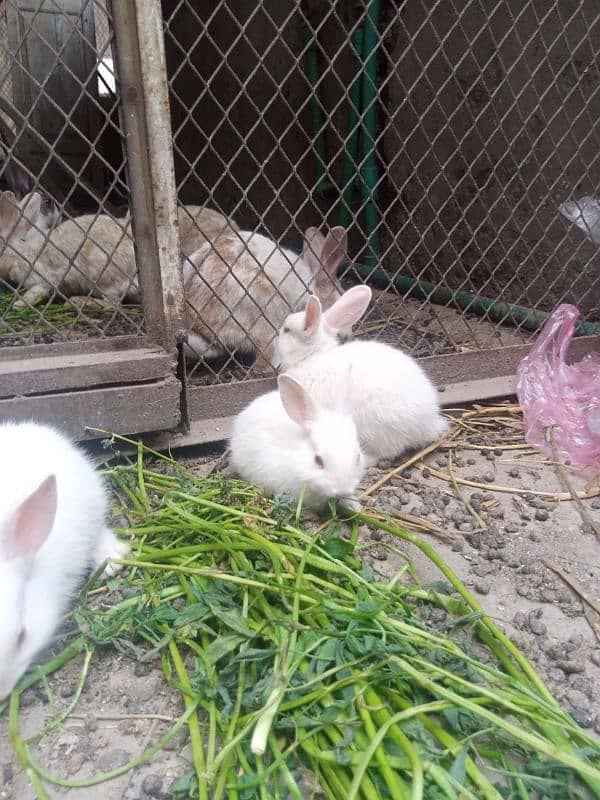 rabbits bunny phone no. o32885o9576 8