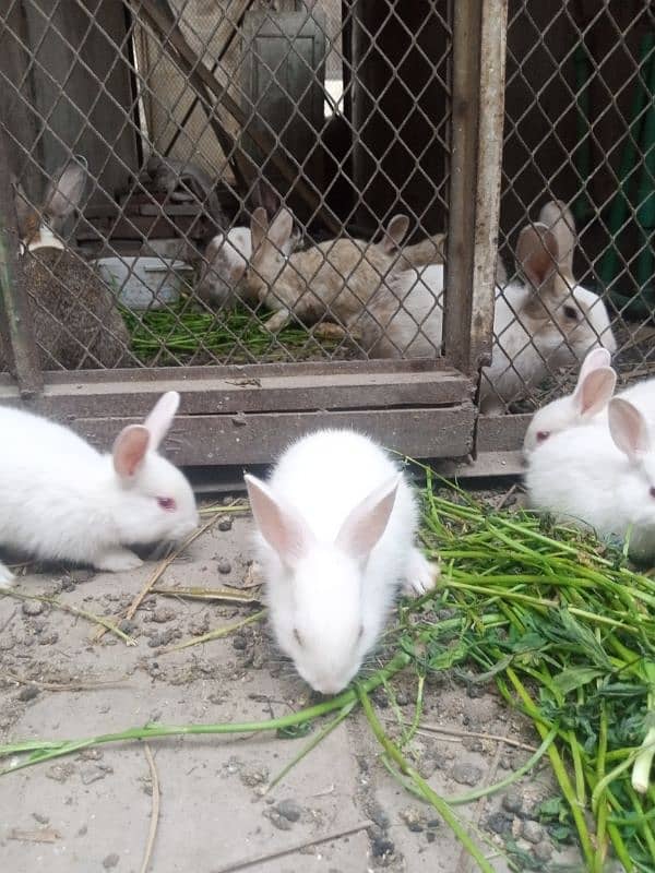 rabbits bunny phone no. o32885o9576 9
