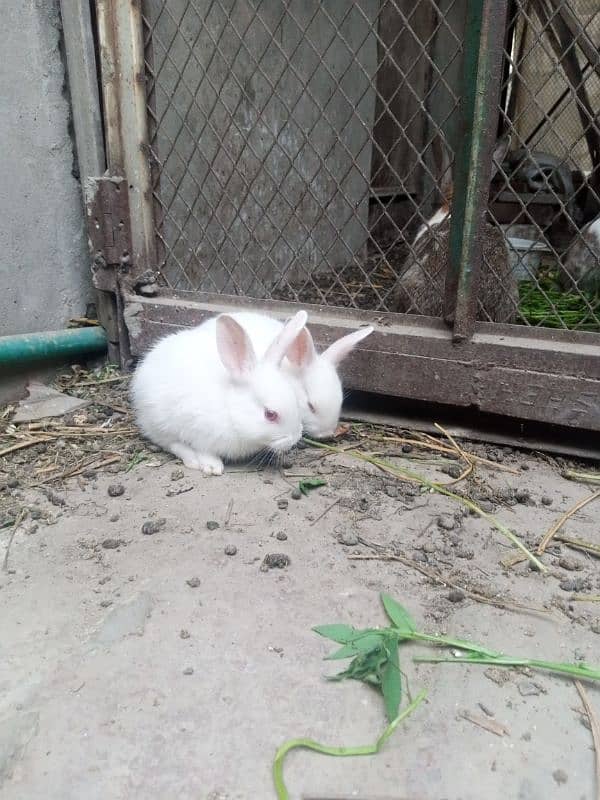 rabbits bunny phone no. o32885o9576 10