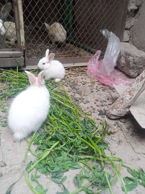 rabbits bunny phone no. o32885o9576 12