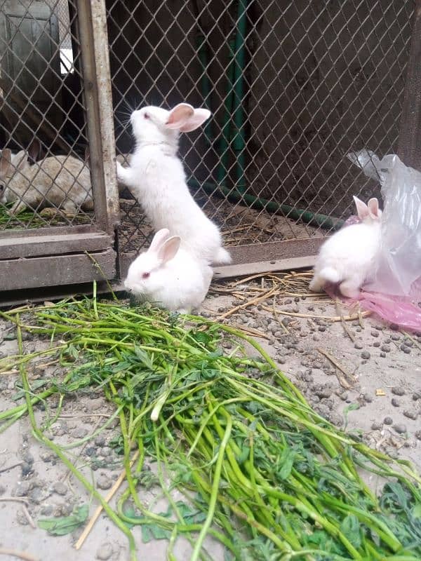 rabbits bunny phone no. o32885o9576 14