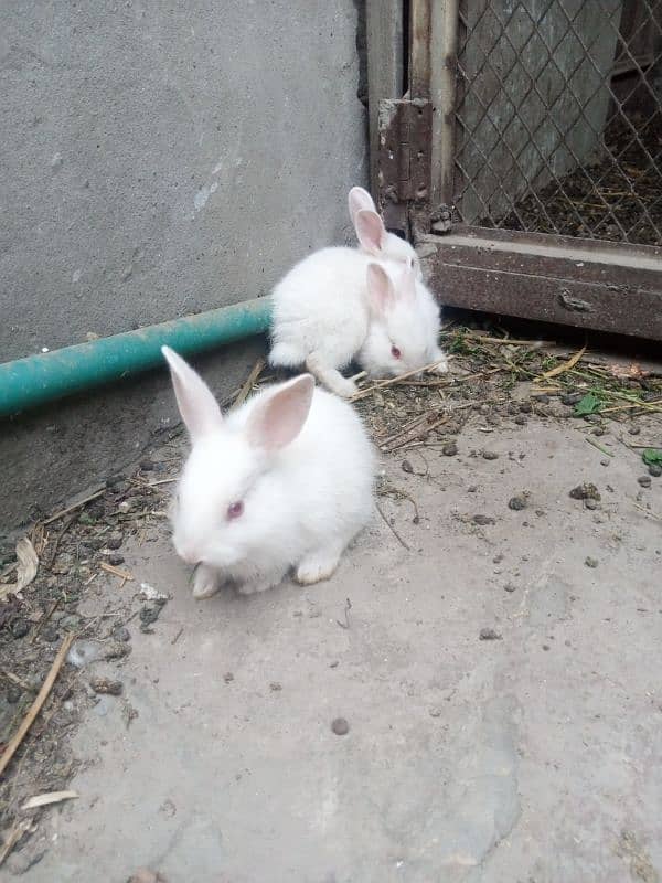 rabbits bunny phone no. o32885o9576 15