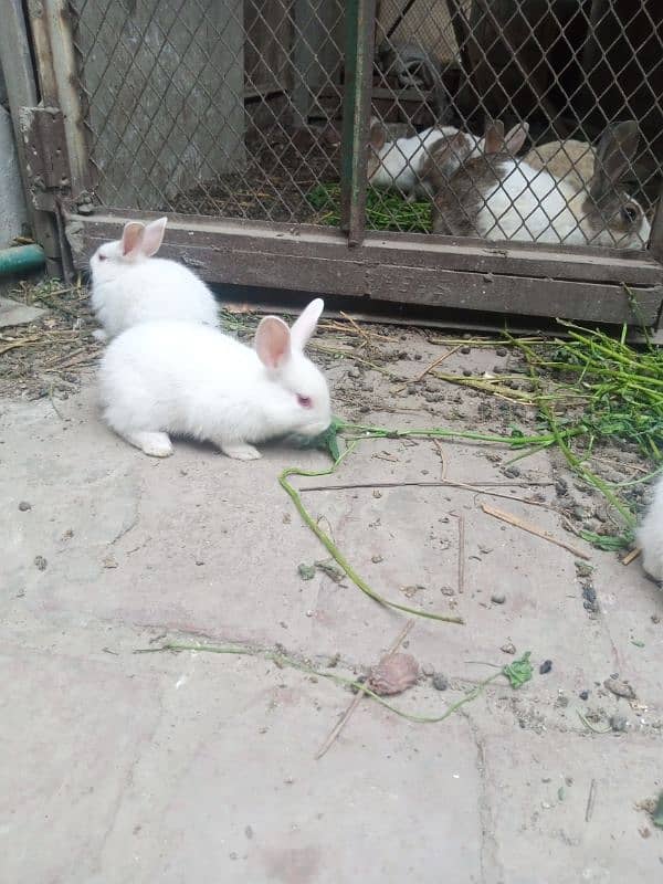 rabbits bunny phone no. o32885o9576 16