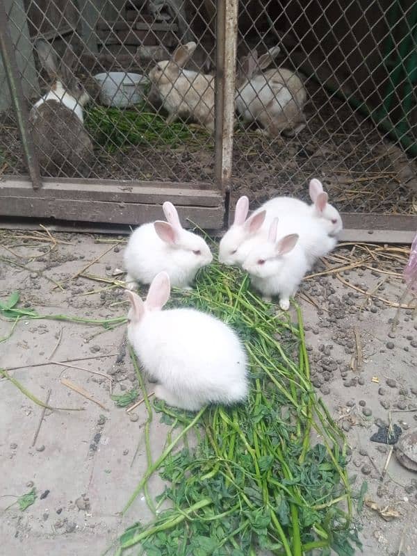 rabbits bunny phone no. o32885o9576 17