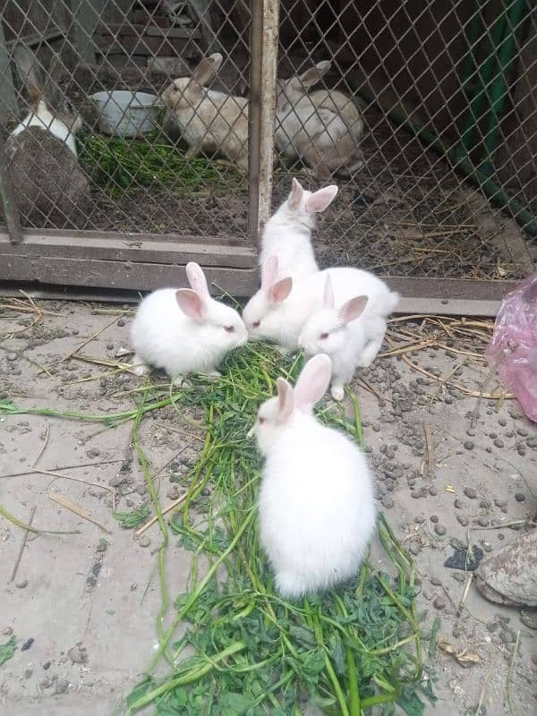 rabbits bunny phone no. o32885o9576 18