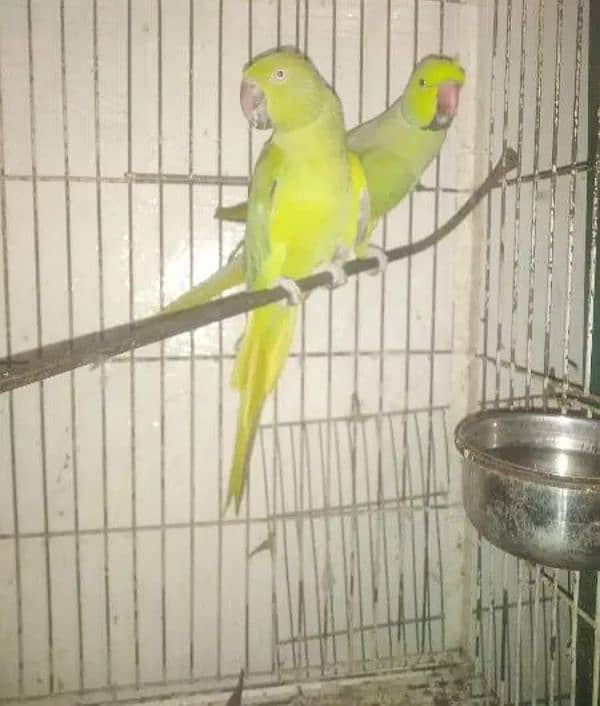 Green RingNeck 0