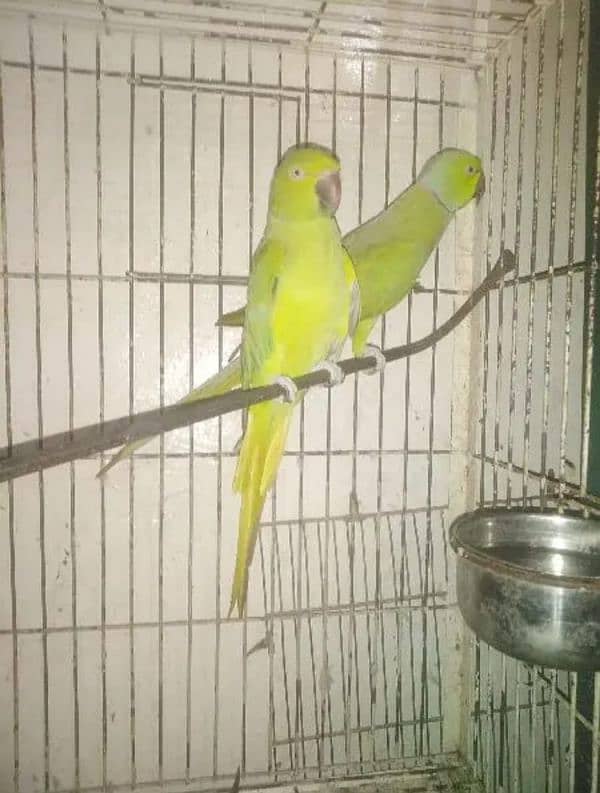 Green RingNeck 1