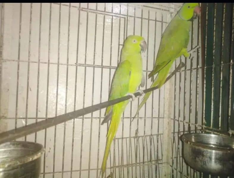 Green RingNeck 2