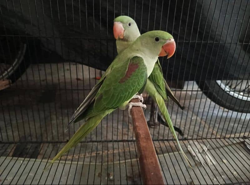 Raw Parrot 0
