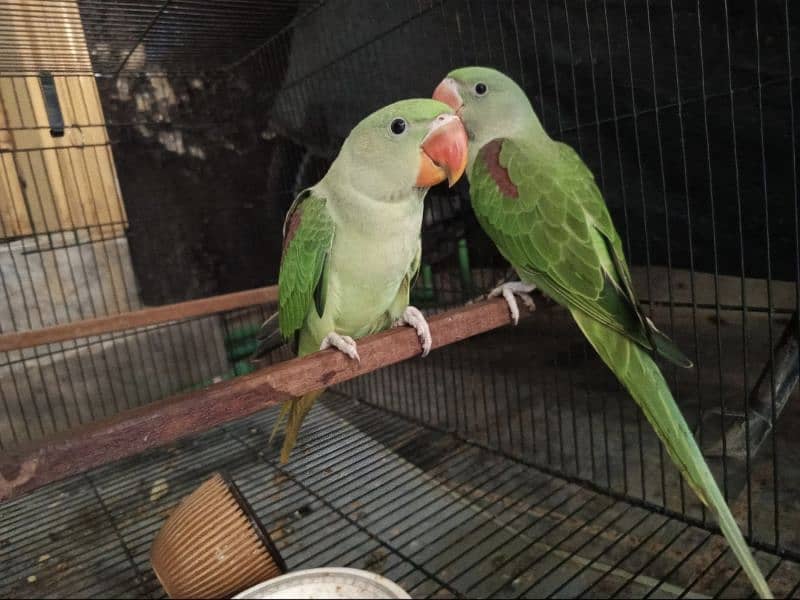 Raw Parrot 1