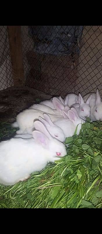 rabbit 0