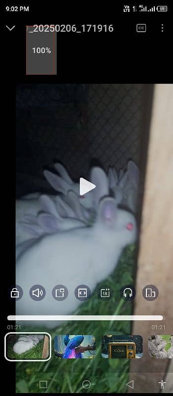 rabbit 1
