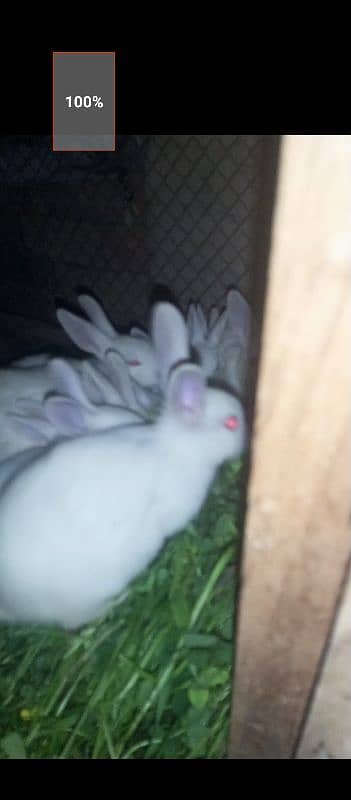 rabbit 2
